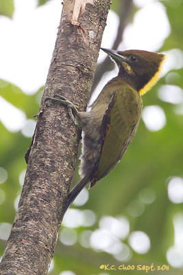 Greater Yellownape Woodpecker