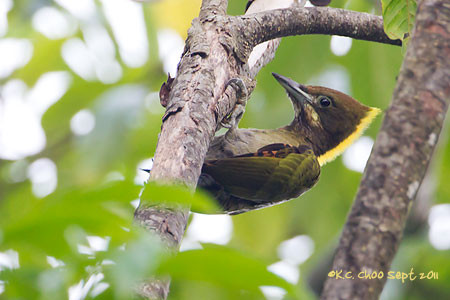 Greater Yellownape Woodpecker