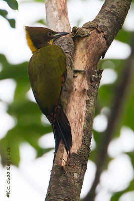 Greater Yellownape Woodpecker