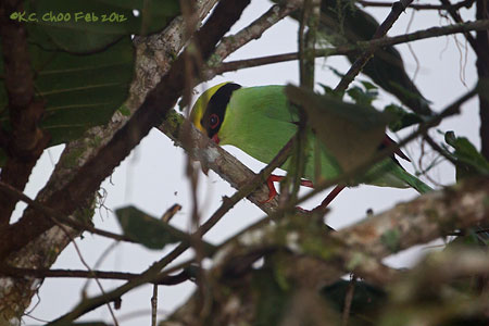 Green Magpie