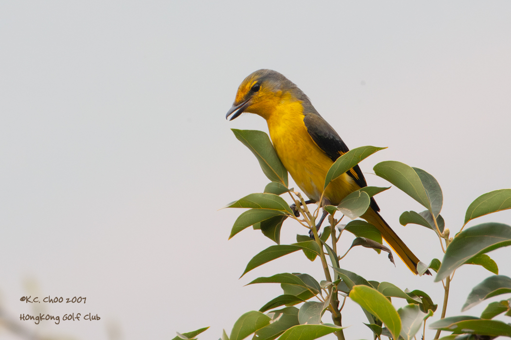Grey-chinned Minivet