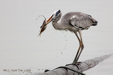 Grey Heron