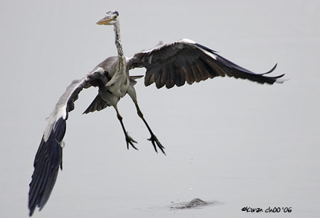 Grey Heron