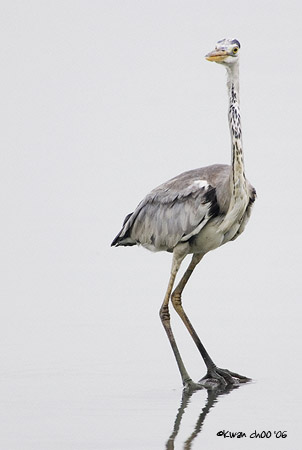 Grey Heron