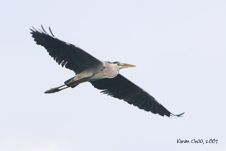 Grey Heron