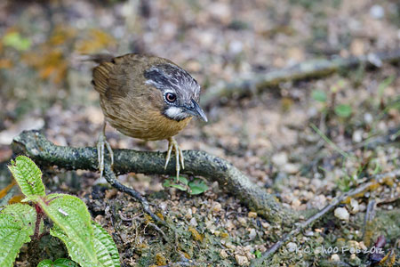 Grey-throated Babbler
