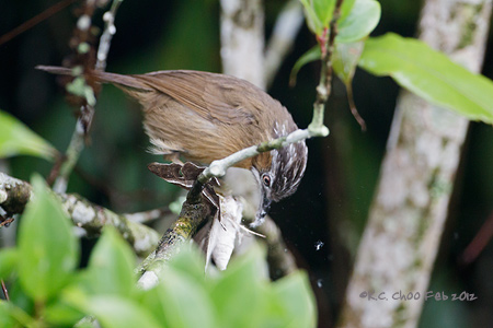 Grey-throated Babbler