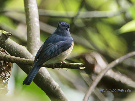 Hill Blue Flycatcher