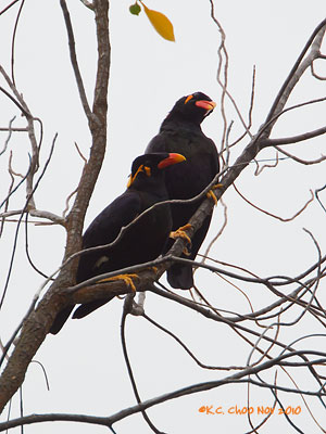Hill Myna