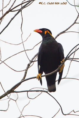 Hill Myna