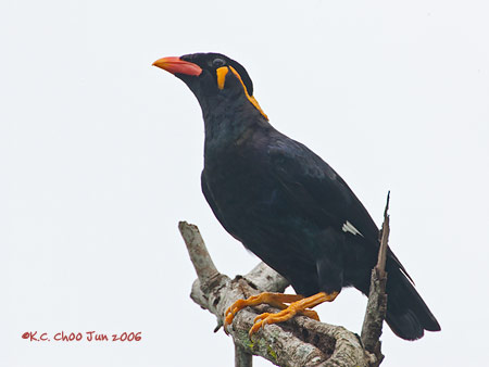 Hill Myna