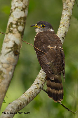 Hodgson's Hawk-Cuckoo