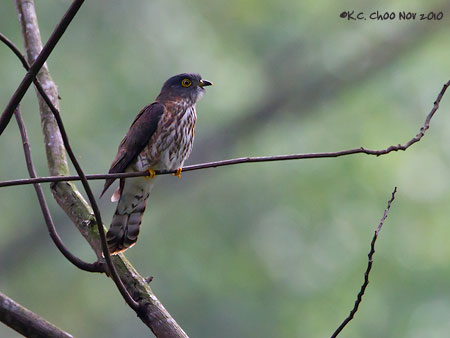 Hodgson's Hawk-Cuckoo