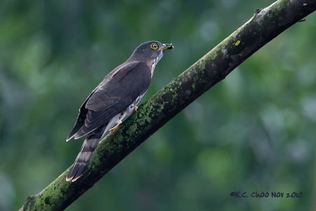 Hodgson's Hawk-Cuckoo