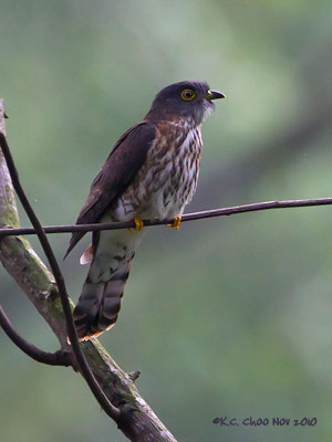 Hodgson's Hawk-Cuckoo
