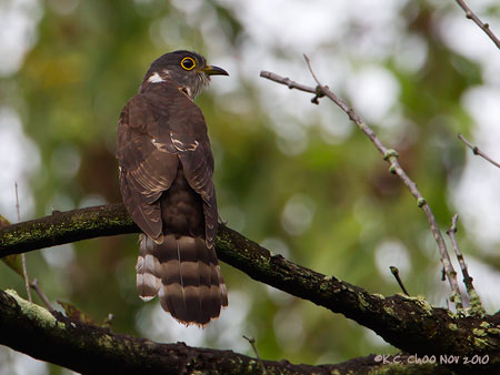 Hodgson's Hawk-Cuckoo