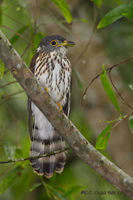 Hodgson's Hawk-Cuckoo