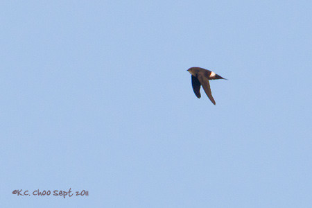 House Swift