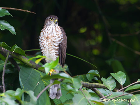 Japanese Sparrowhawk