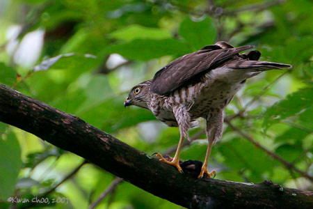 Japanese Sparrowhawk