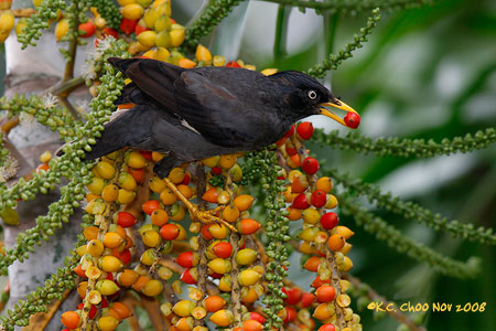 Javan Myna