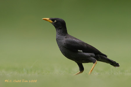 Javan Myna