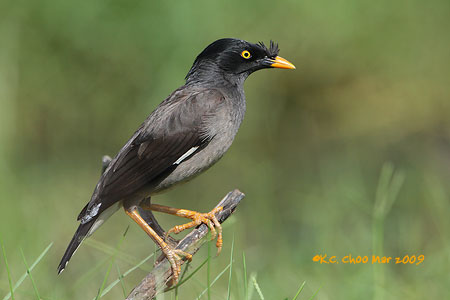 Jungle Myna
