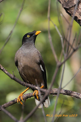 Jungle Myna