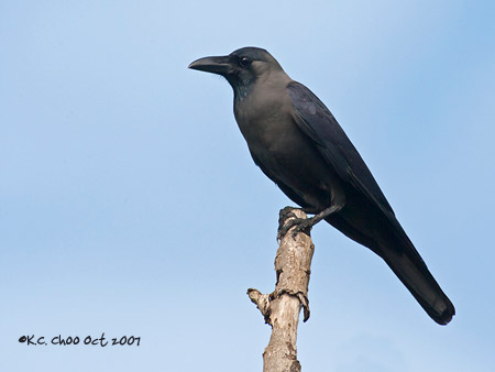 Large-billed Crow