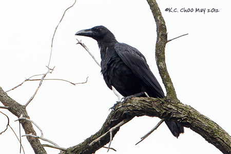 Large-billed Crow