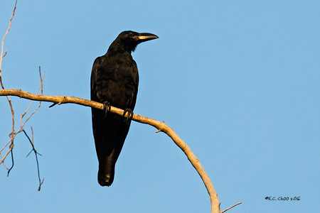 Large-billed Crow