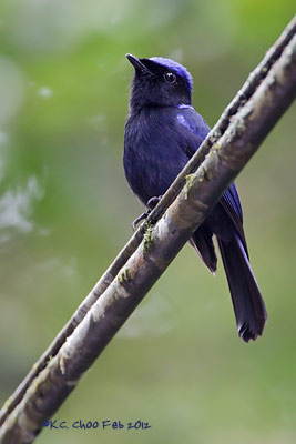 Large Niltava