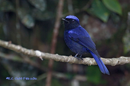 Large Niltava