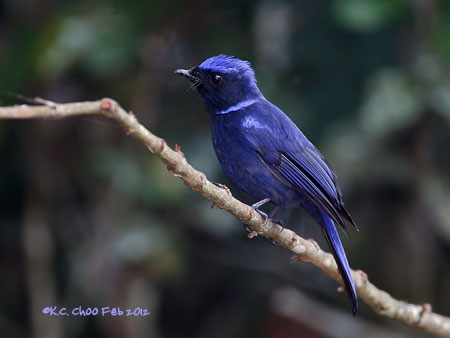 Large Niltava