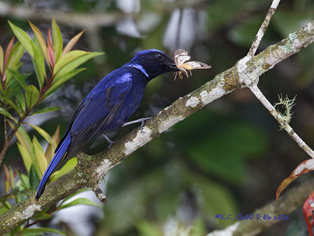 Large Niltava