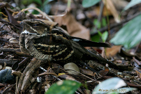 Large-tailed Nightjar