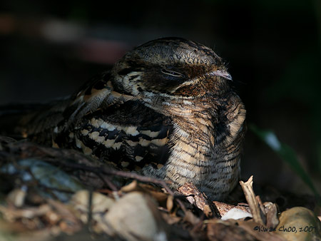 Large-tailed Nightjar