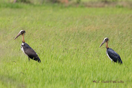 Lesser Adjutant