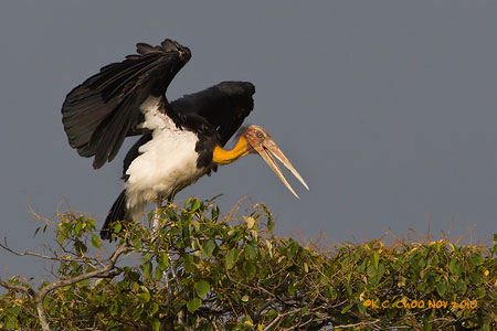 Lesser Adjutant
