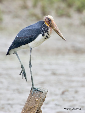 Lesser Adjutant