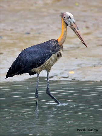 Lesser Adjutant