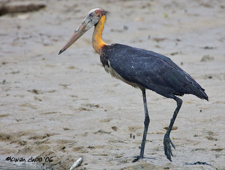 Lesser Adjutant