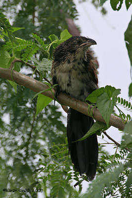 Lesser Coucal