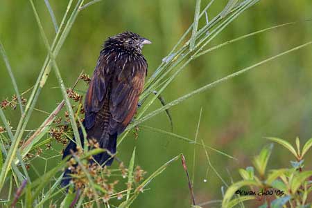 Lesser Coucal