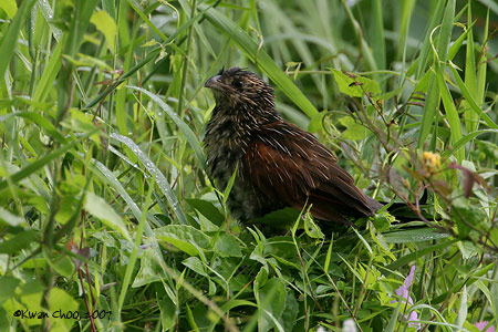 Lesser Coucal