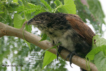 Lesser Coucal