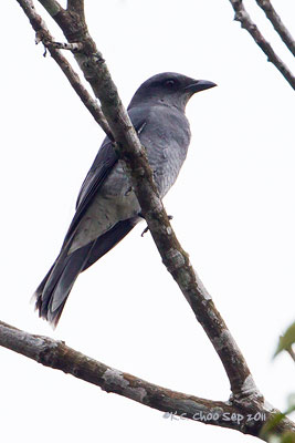 Lesser Cuckooshrike