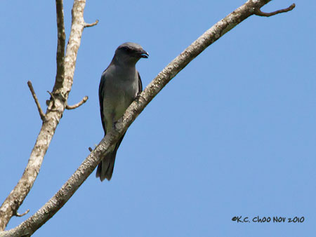 Lesser Cuckooshrike