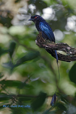 Lesser Racket-tailed Drongo