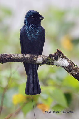 Lesser Racket-tailed Drongo